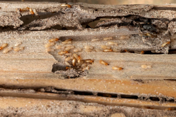Best Ant Control Services  in Pleasant Hill, PA